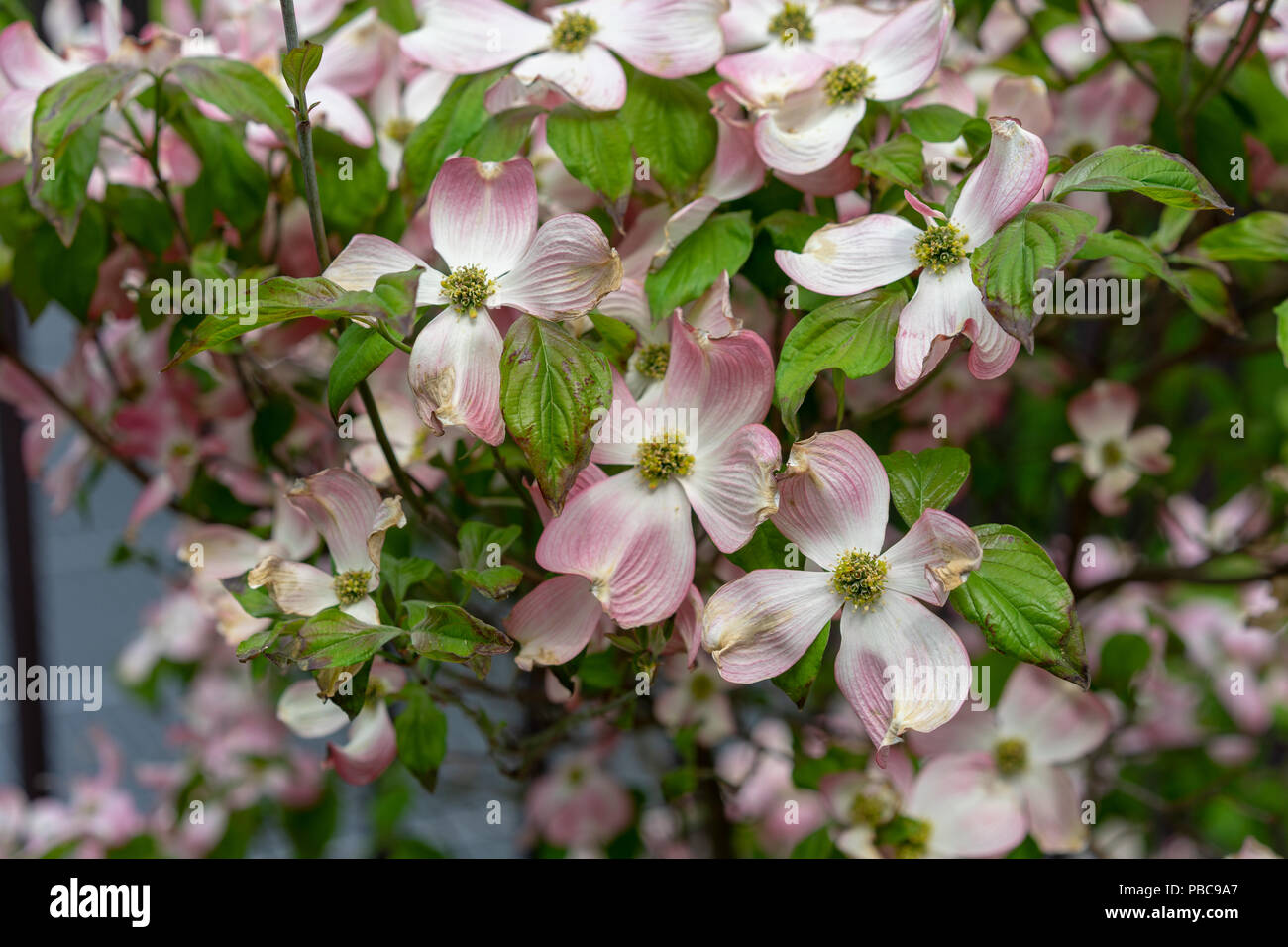 A close-up view of pink dogwood flowers, Cornus florida rubra from north america Stock Photo
