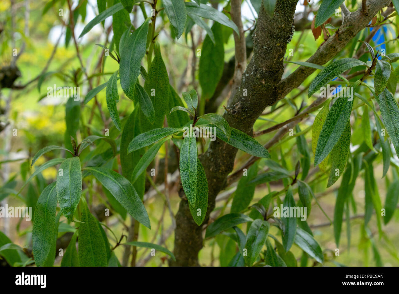 green leaves and branches of myoporaceae tree Stock Photo