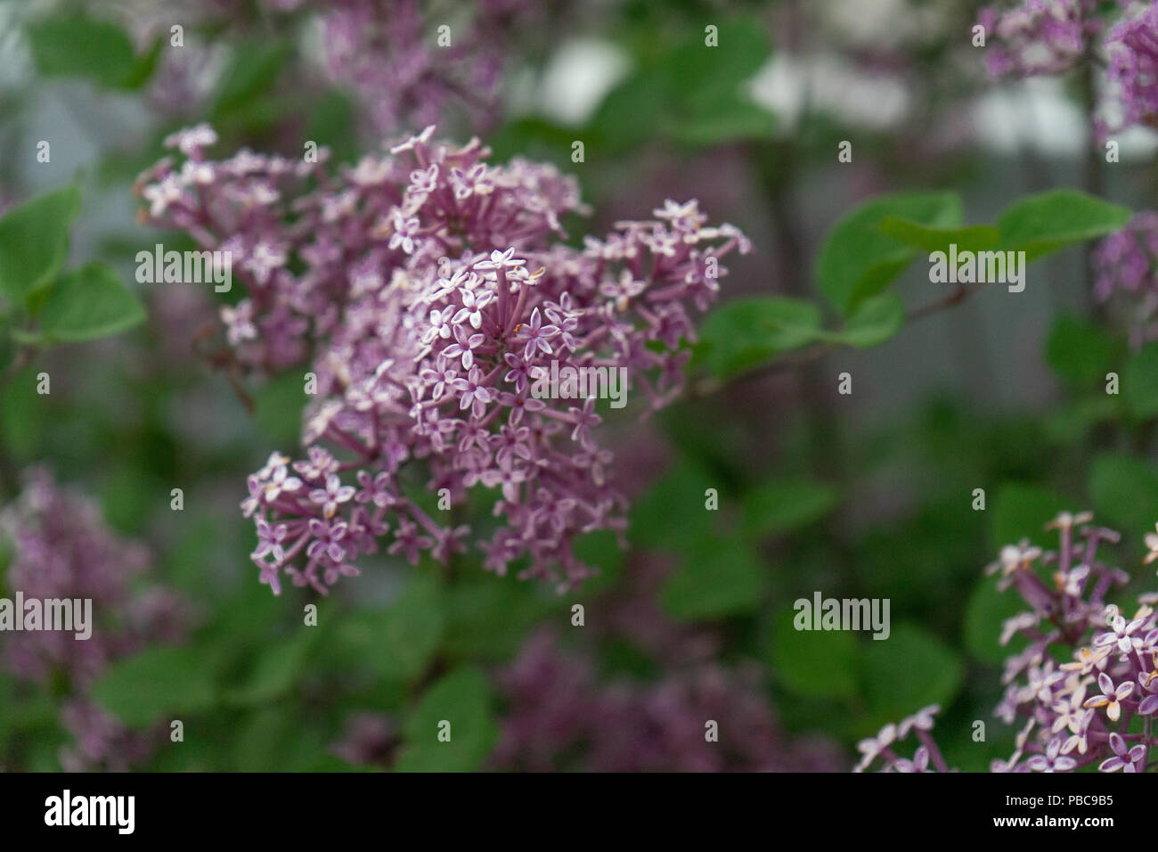 Dwarf korean lilac tree hi-res stock photography and images - Alamy