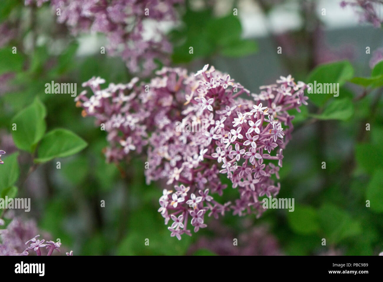 Dwarf korean lilac tree hires stock photography and images Alamy