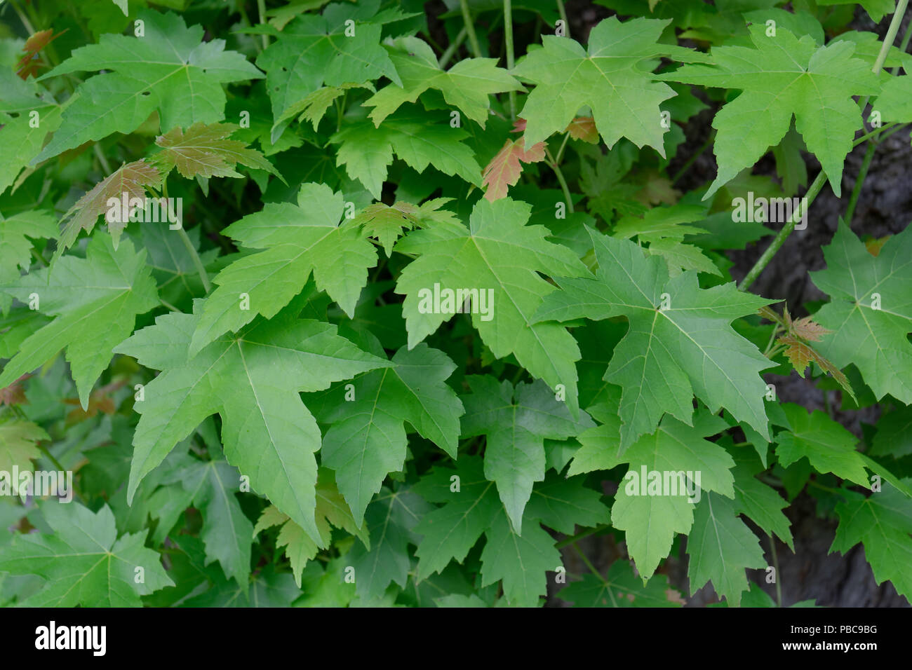 pattern of various big leaves on plant bush Stock Photo - Alamy