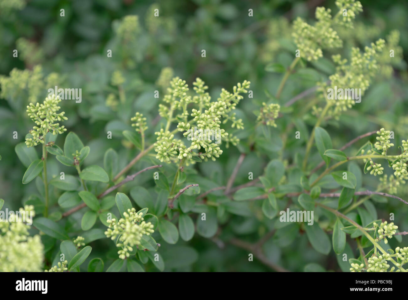 small plant with green leaves and blooming white flower bud Stock Photo