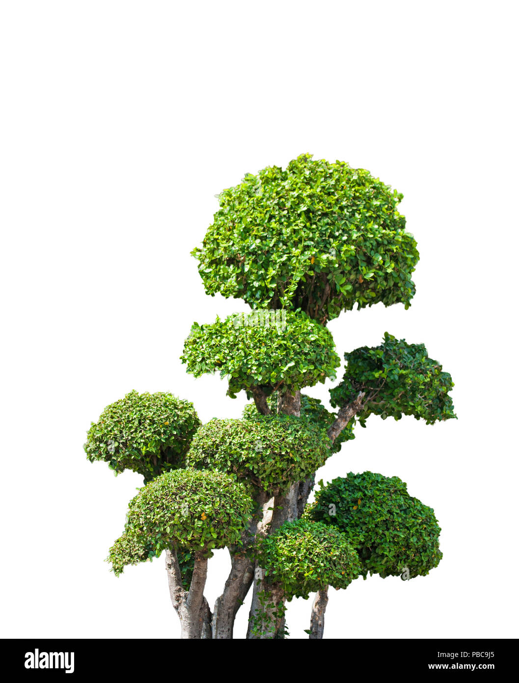 bonsai tree on white background Stock Photo - Alamy