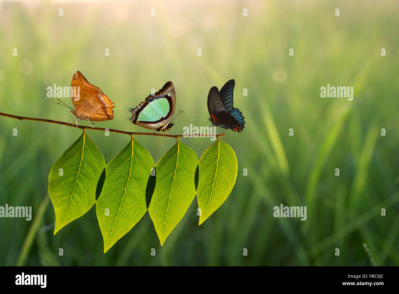 Three butterfly on green leaf and sunlight Stock Photo