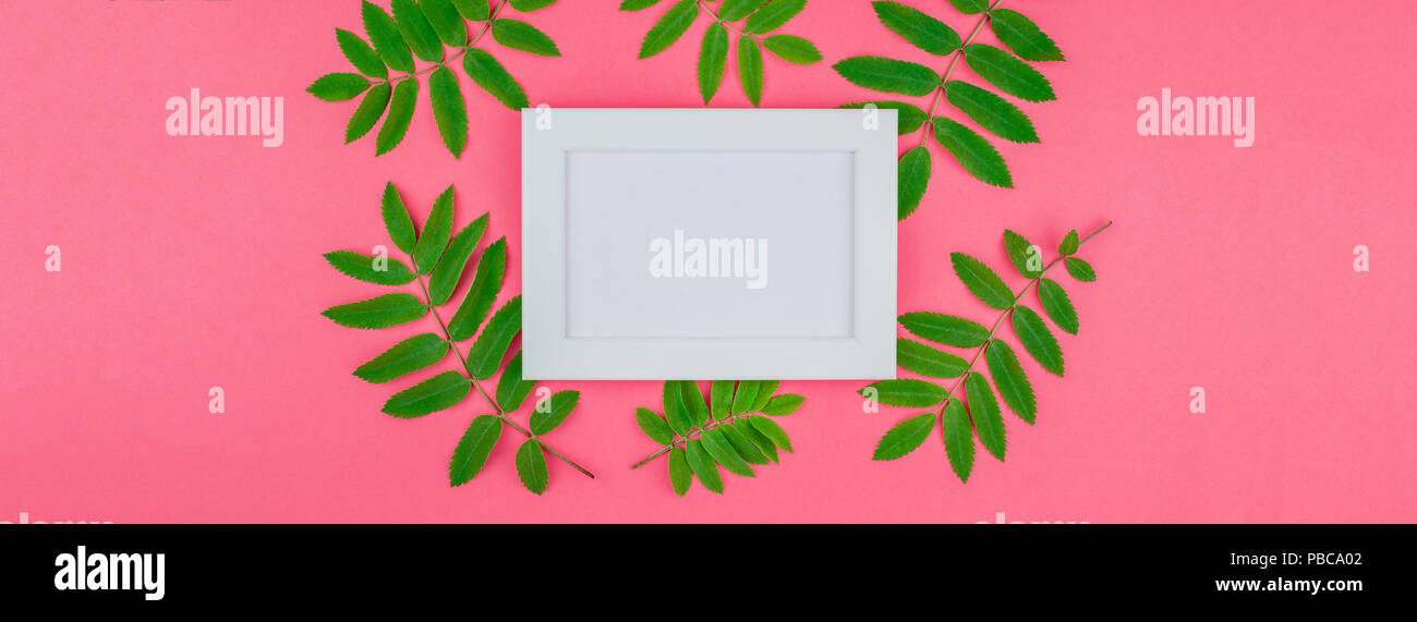Creative flat lay top view white frame mock up with fresh green rowan ...