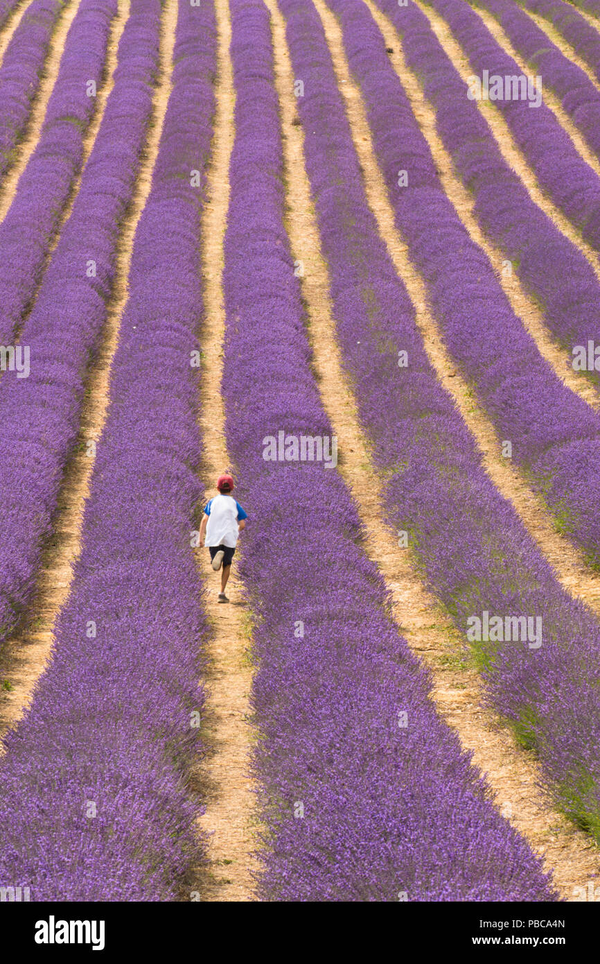 child, boy running in rows of lavender in field at Lordington lavender, Lordington Farm, Sussex, July, Stock Photo
