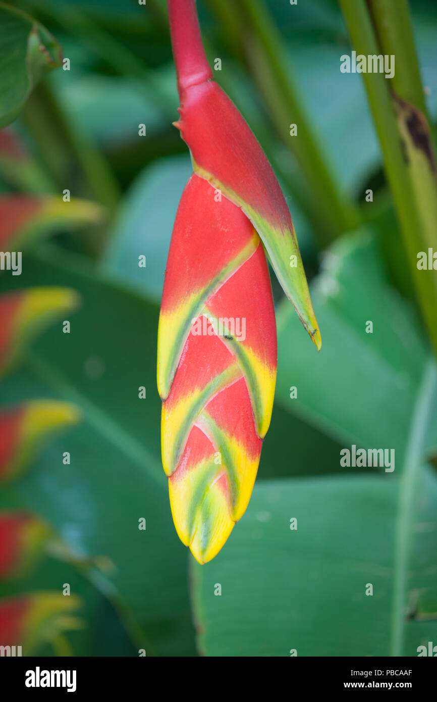 bird of paradise flower Stock Photo Alamy