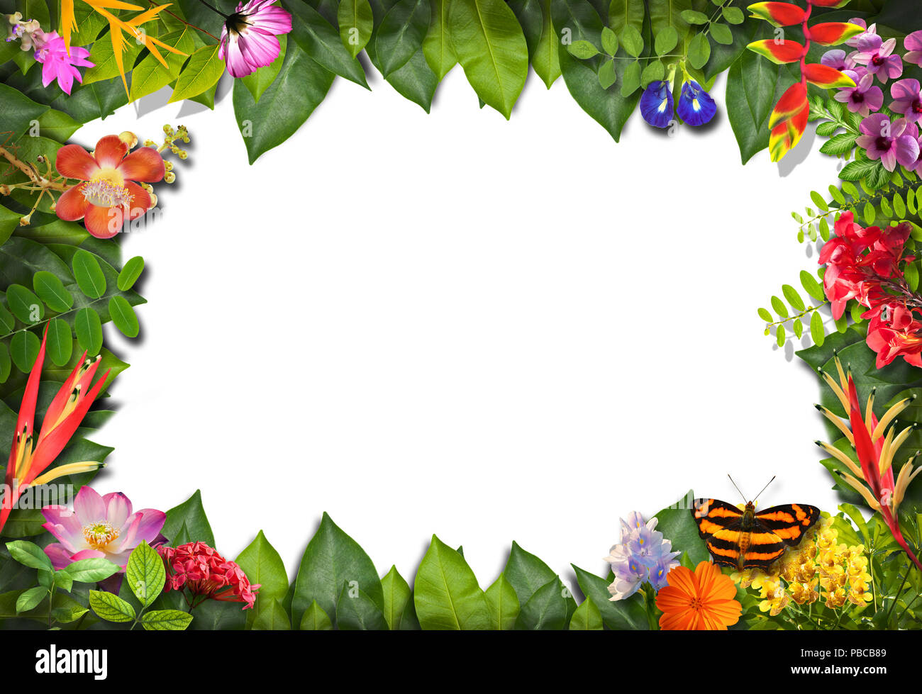 Nature border with flower and green leaf background Stock Photo - Alamy