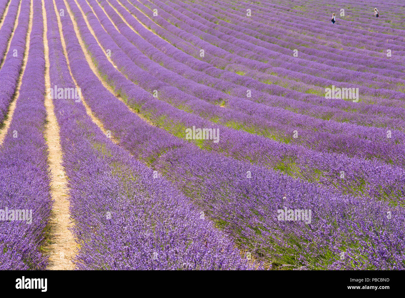 rows of lavender in field at Lordington lavender, Lordington Farm, Sussex, July, Stock Photo
