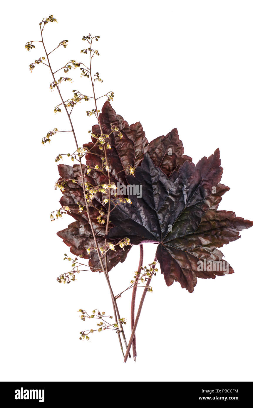 Purple leaf of perennial Heuchera plant. Studio Photo Stock Photo
