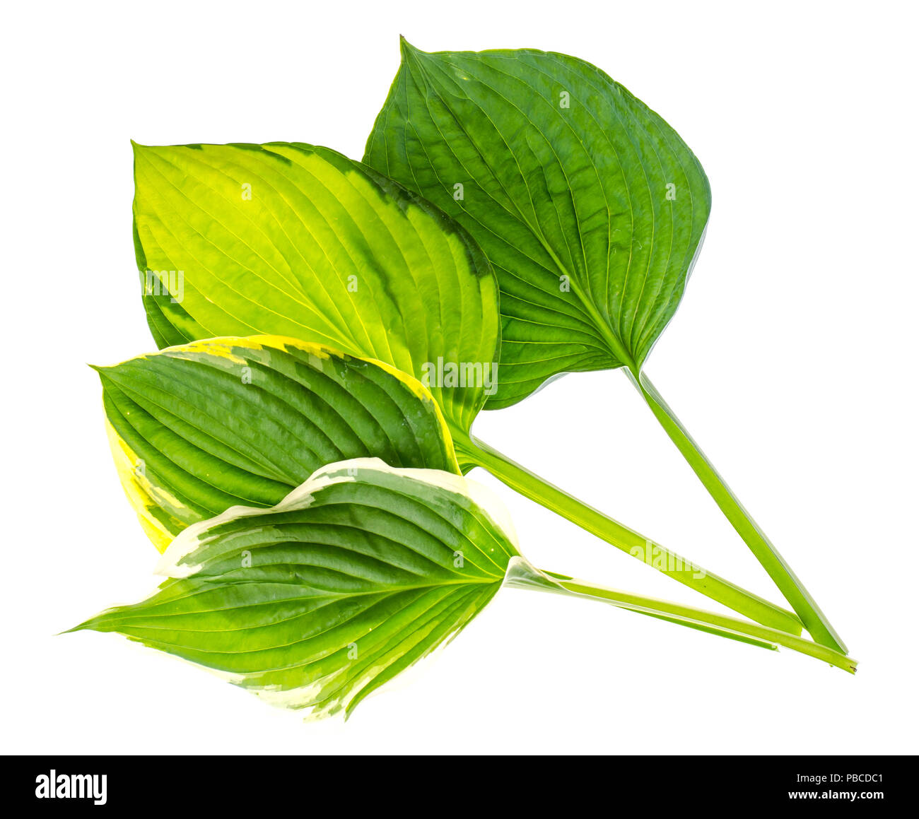 Leaves hosts isolated on white background. Studio Photo Stock Photo