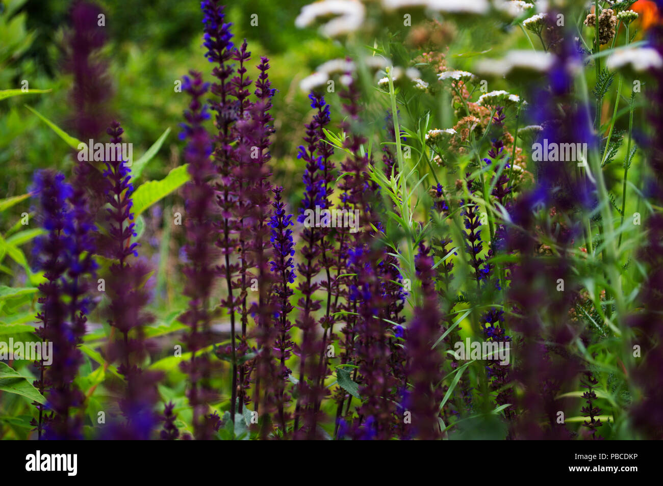 Purple Flowers on a Field Stock Photo - Alamy
