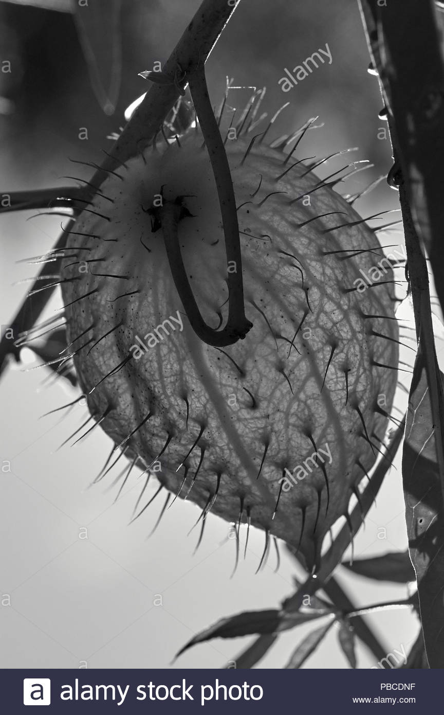 Seed Dispersal Stock Photos & Seed Dispersal Stock Images Alamy