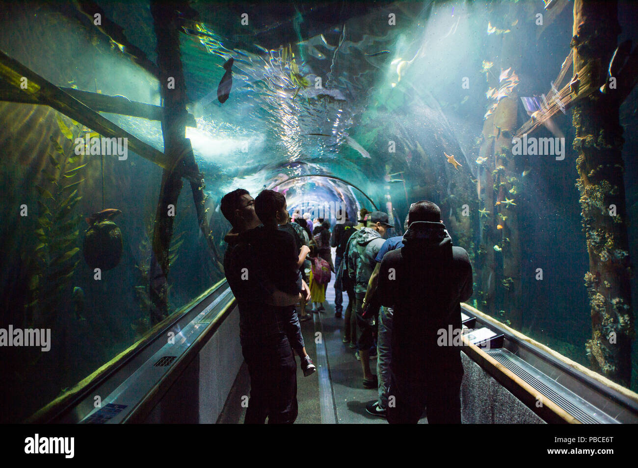 SAN FRANCISCO, USA - San Francisco Usa Oct 5 2015 Aquarium Of The Bay In San Francisco California The Aquarium OpeneD In 1996 UnDer The Name UnDer Water WorlD PBCE6T