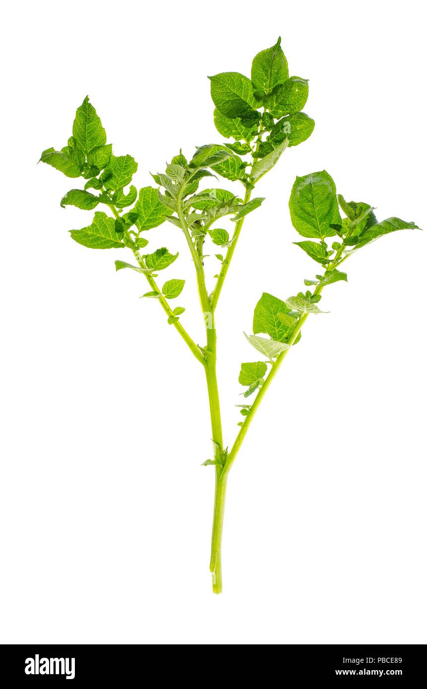 Green sprout of potatoes with leaves. Studio Photo Stock Photo Alamy
