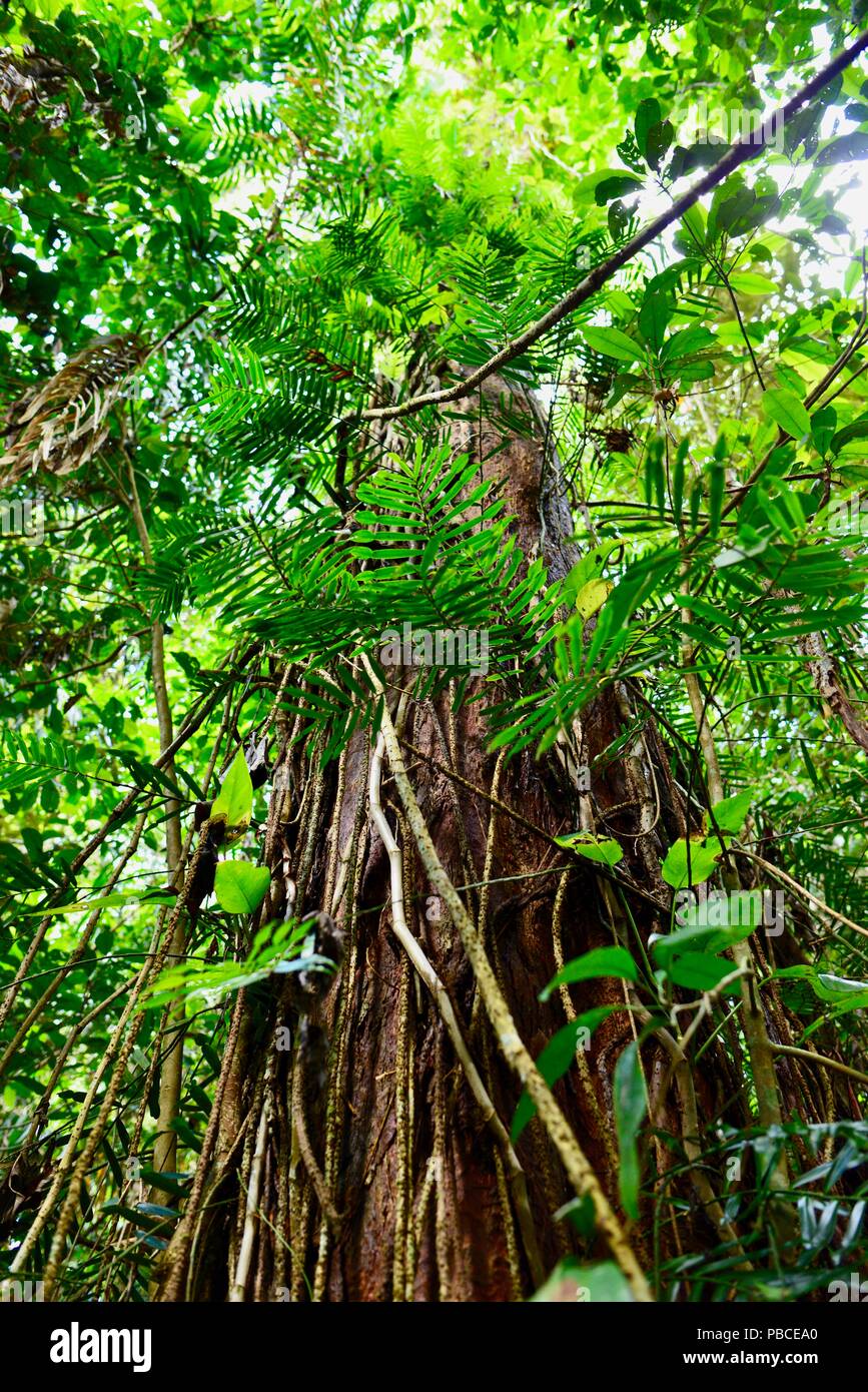 The huge buttress of a tropical rainforest tree, Nandroya Falls Circuit ...