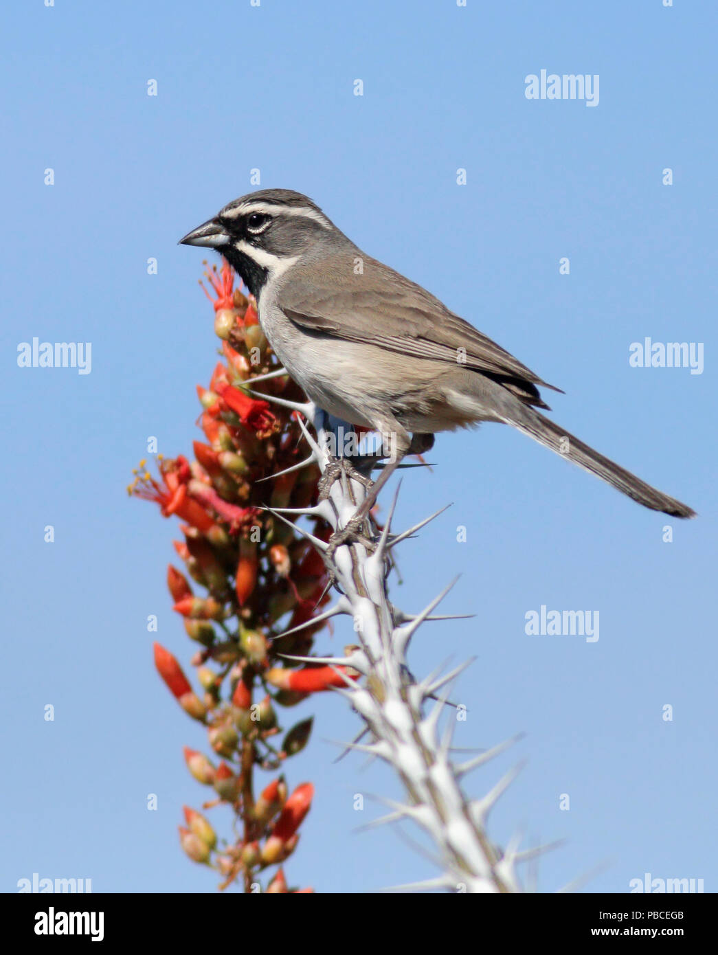 Black-throated Sparrow April 16th, 2014 - Saguaro National Park (East), Arizona Stock Photo