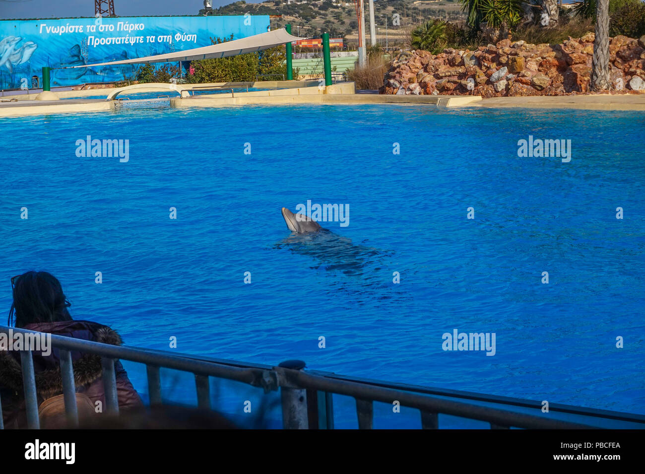 Dolphin show at the Attica Zoo park, Athens, Greece Stock Photo Alamy