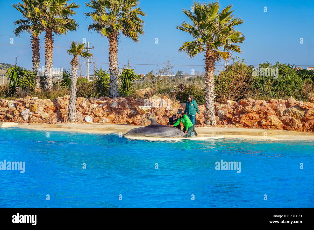 Dolphin show at the Attica Zoo park, Athens, Greece Stock Photo - Alamy