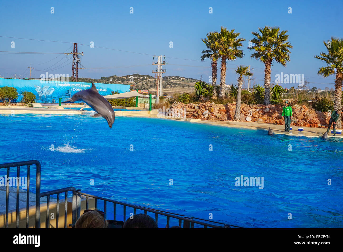 Dolphin show at the Attica Zoo park, Athens, Greece Stock Photo - Alamy