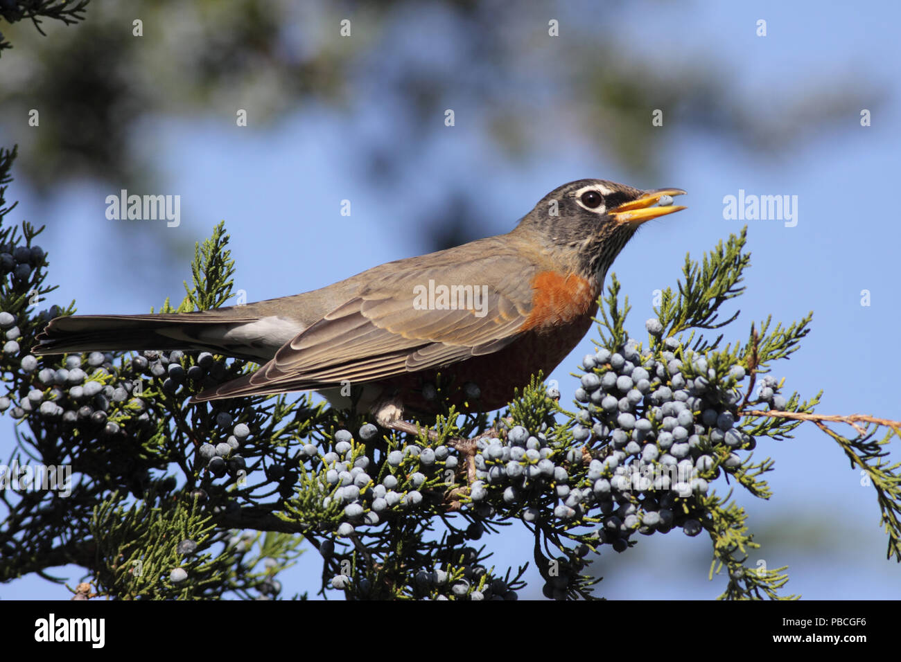 American Robin October 11th, 2010 Newton Hills State Park, South Dakota Canon 50D, 400 5.6L Stock Photo