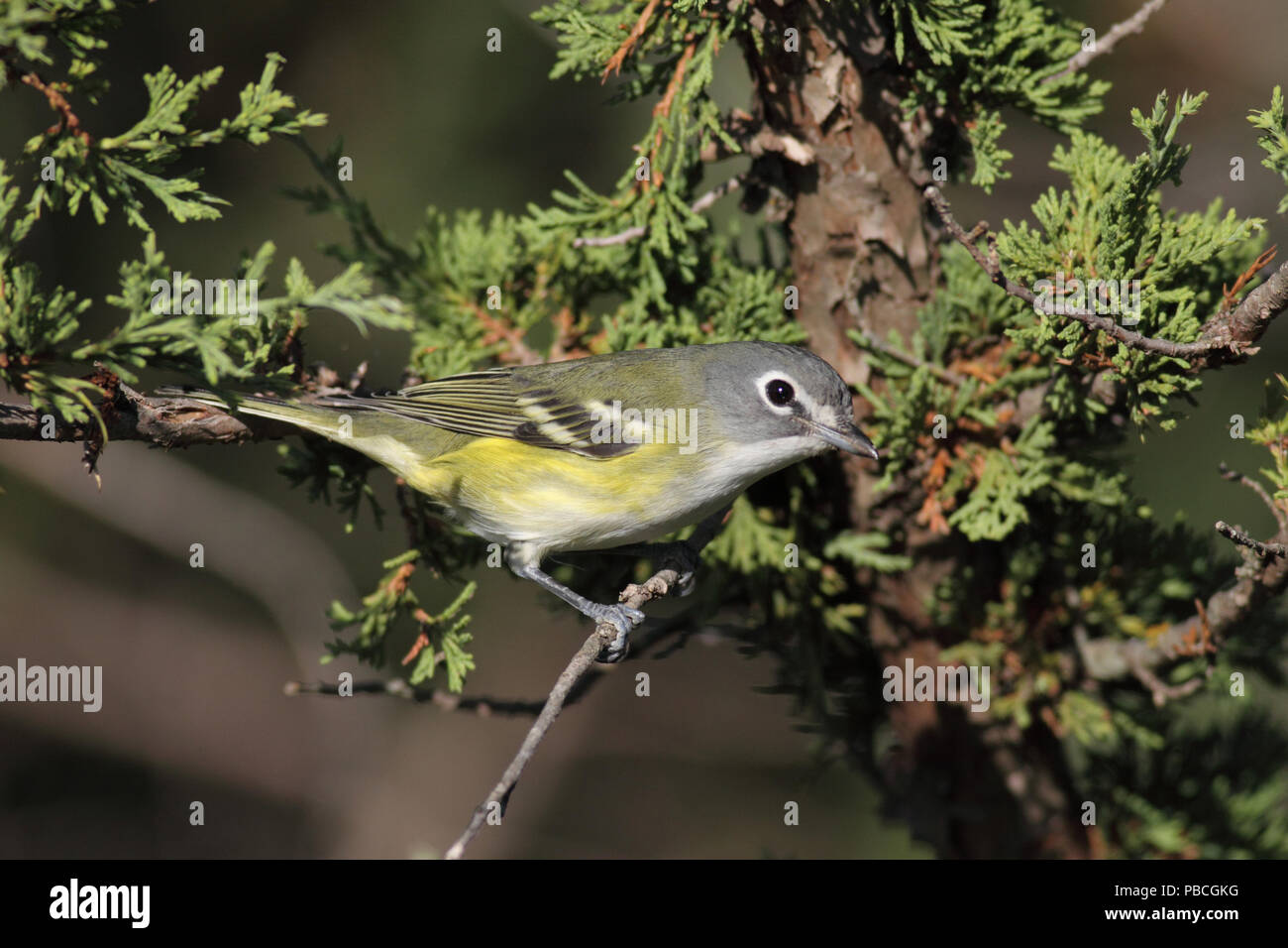 Blue-headed Vireo September 5th, 2012 Minnehaha County, SD Canon 50D, 400 5.6L Stock Photo