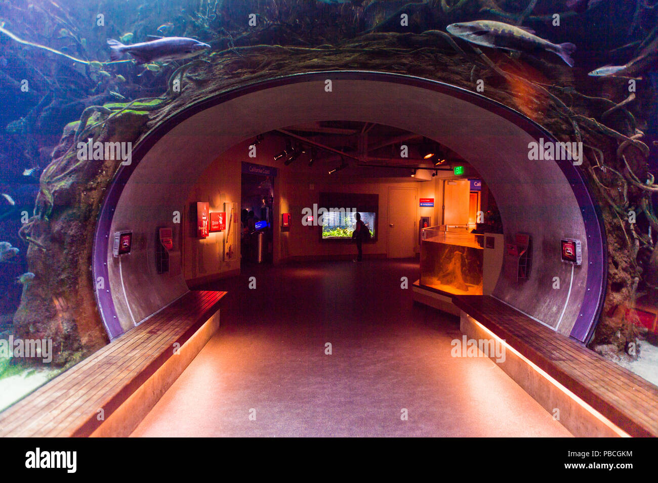 California academy of sciences aquarium hires stock photography and