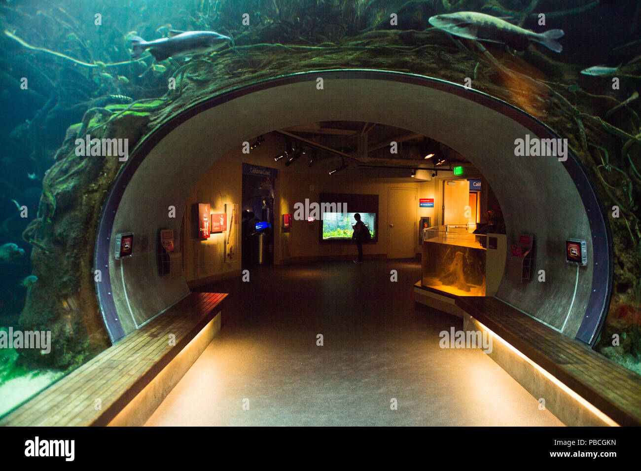 California academy of sciences aquarium hires stock photography and