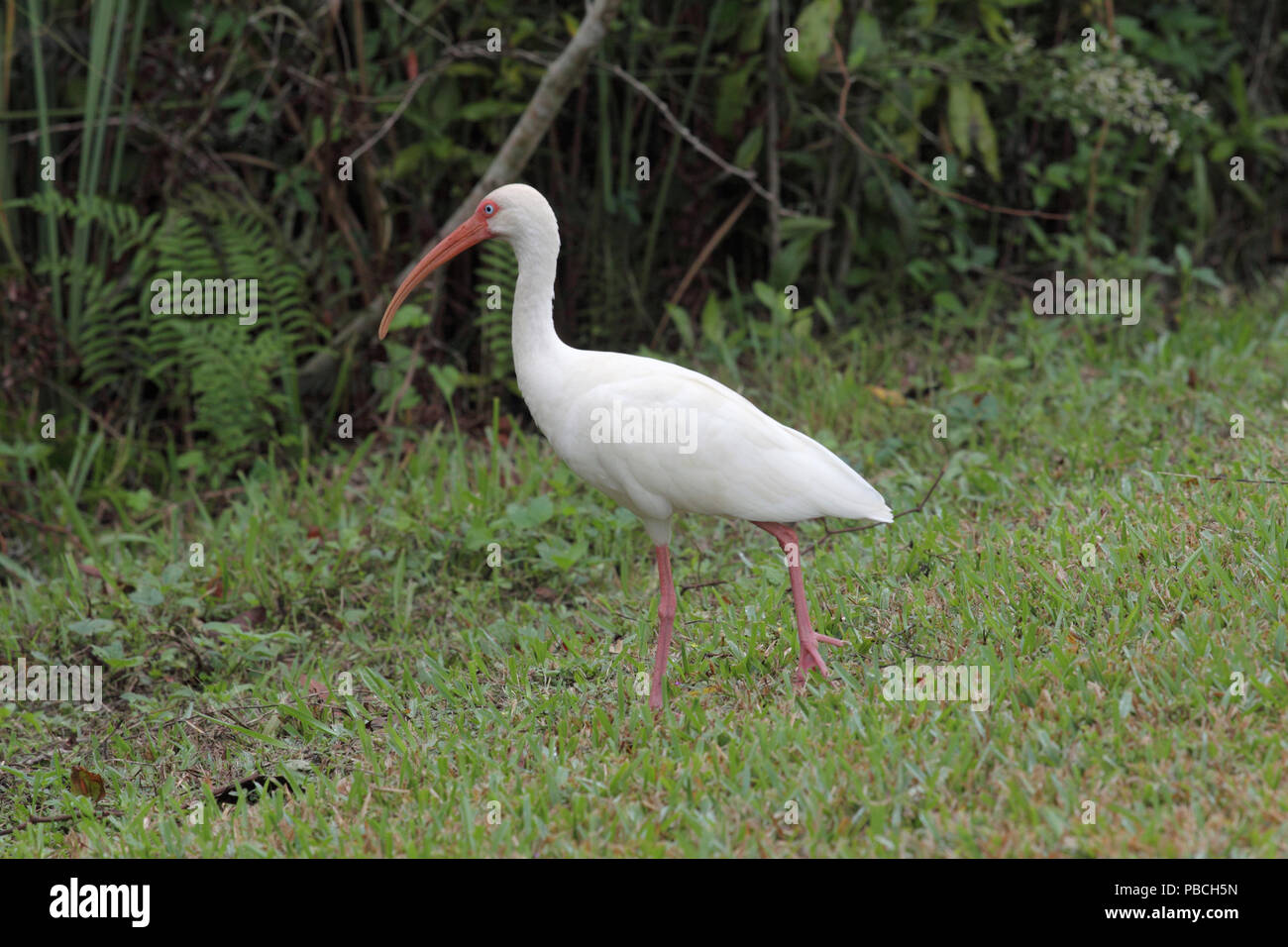 White Ibis December 12th, 2012 Everglades National Park, Florida Stock Photo