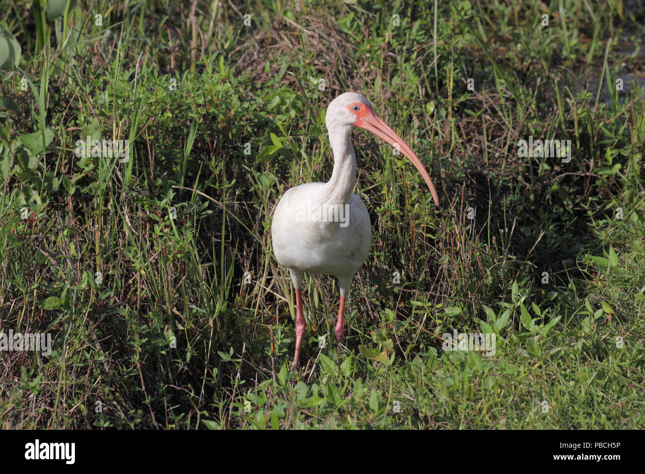 White Ibis December 10th, 2012 Everglades National Park, Florida Stock Photo