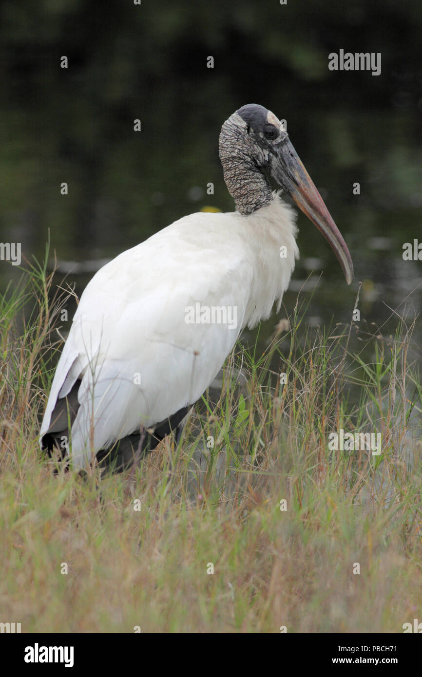Wood Stork December 12th, 2012 Big Cypress National Reserve Stock Photo