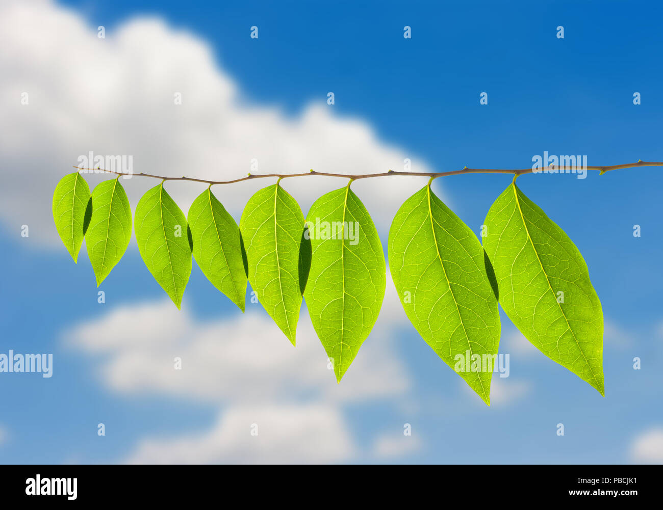 green leaves isolated on blue sky background Stock Photo - Alamy