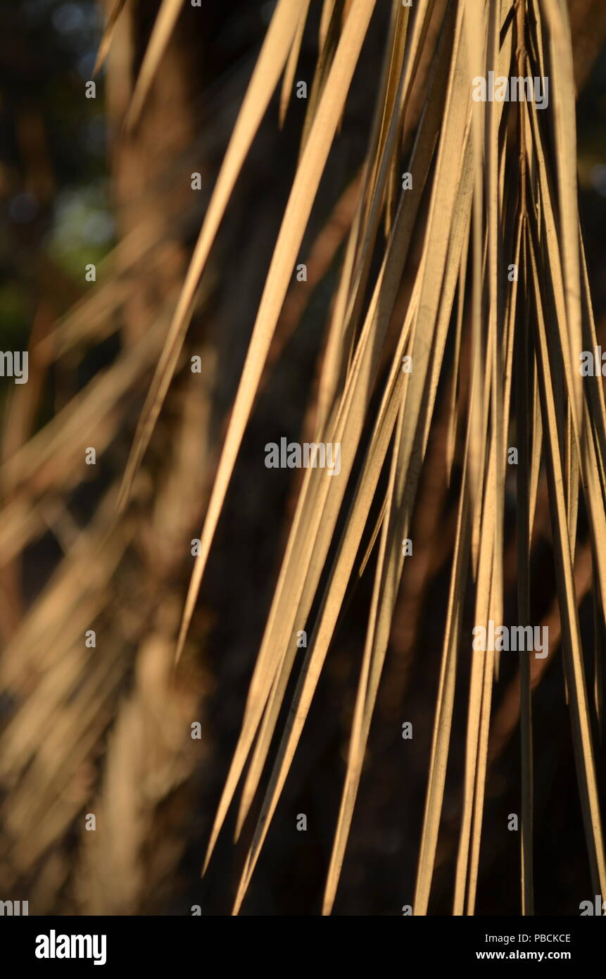 Dried palm tree leaves hires stock photography and images Alamy