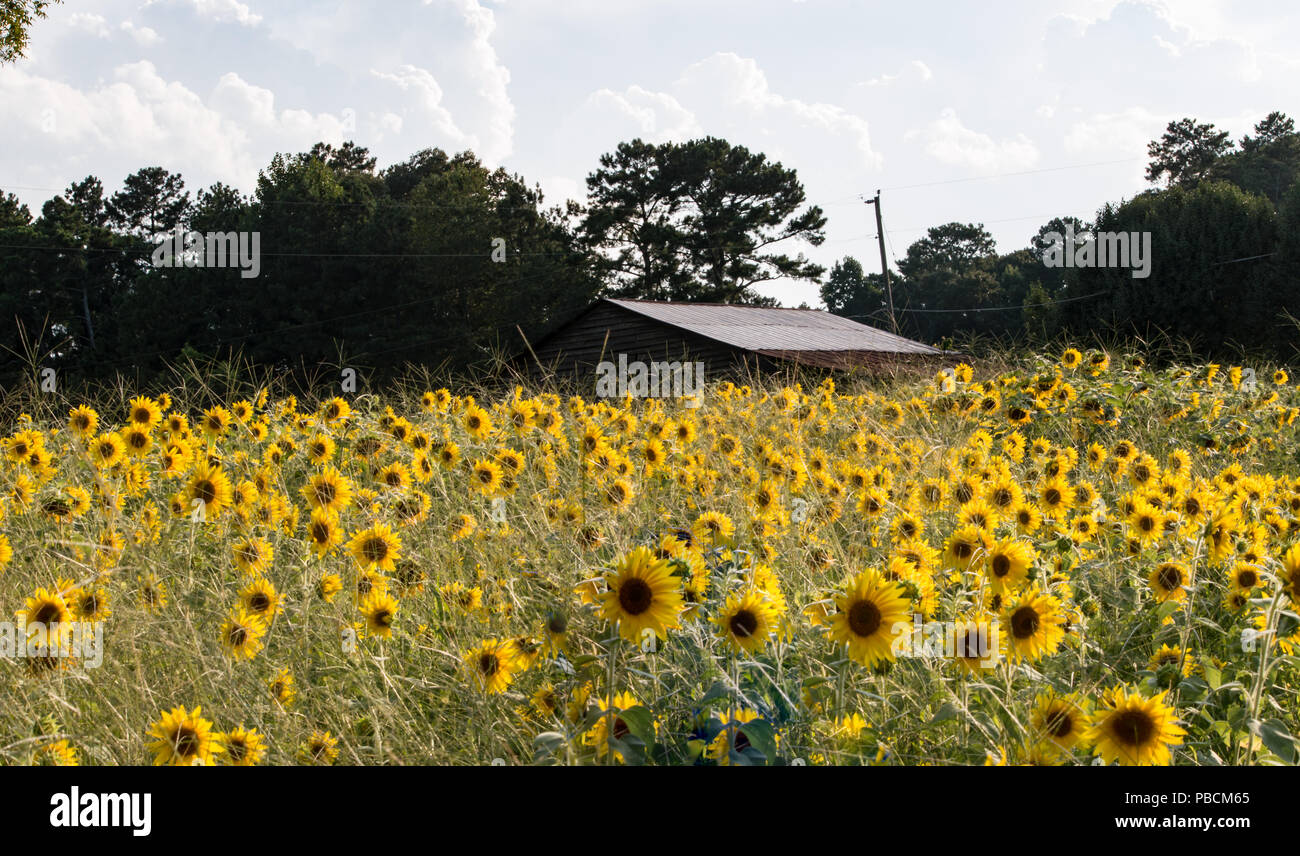 The sunflower field in front of the barn on a farm in Northern Georgia Stock Photo