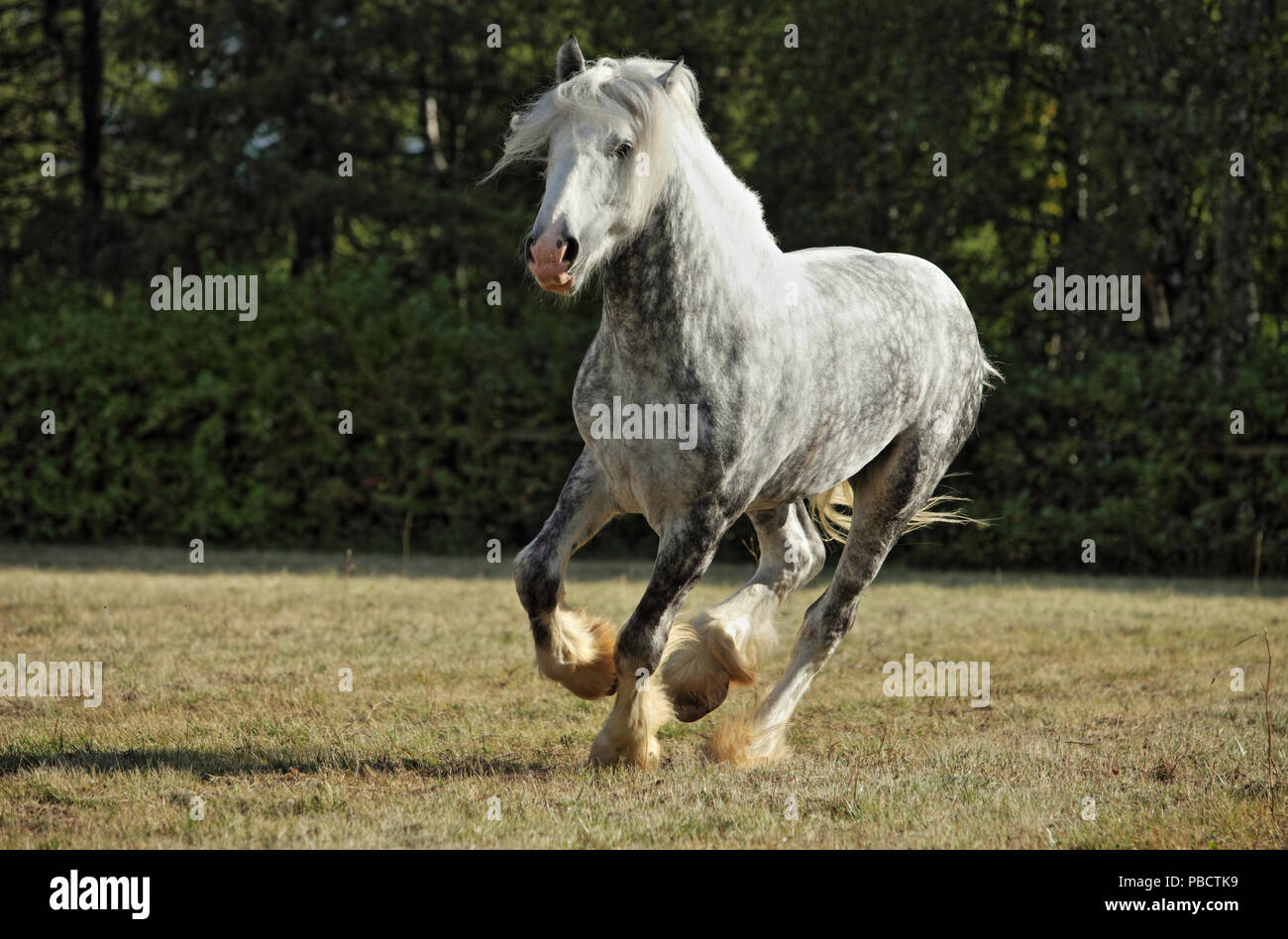 Portrait of galloping dapple gray draft Persheron horse. Stock Photo