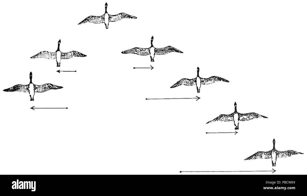 1234 psm v84 d217 2 flocking habit of migratory birds fig5 stock Migratory Ducks 1234 psm v84 d217 2 flocking habit of migratory birds fig5