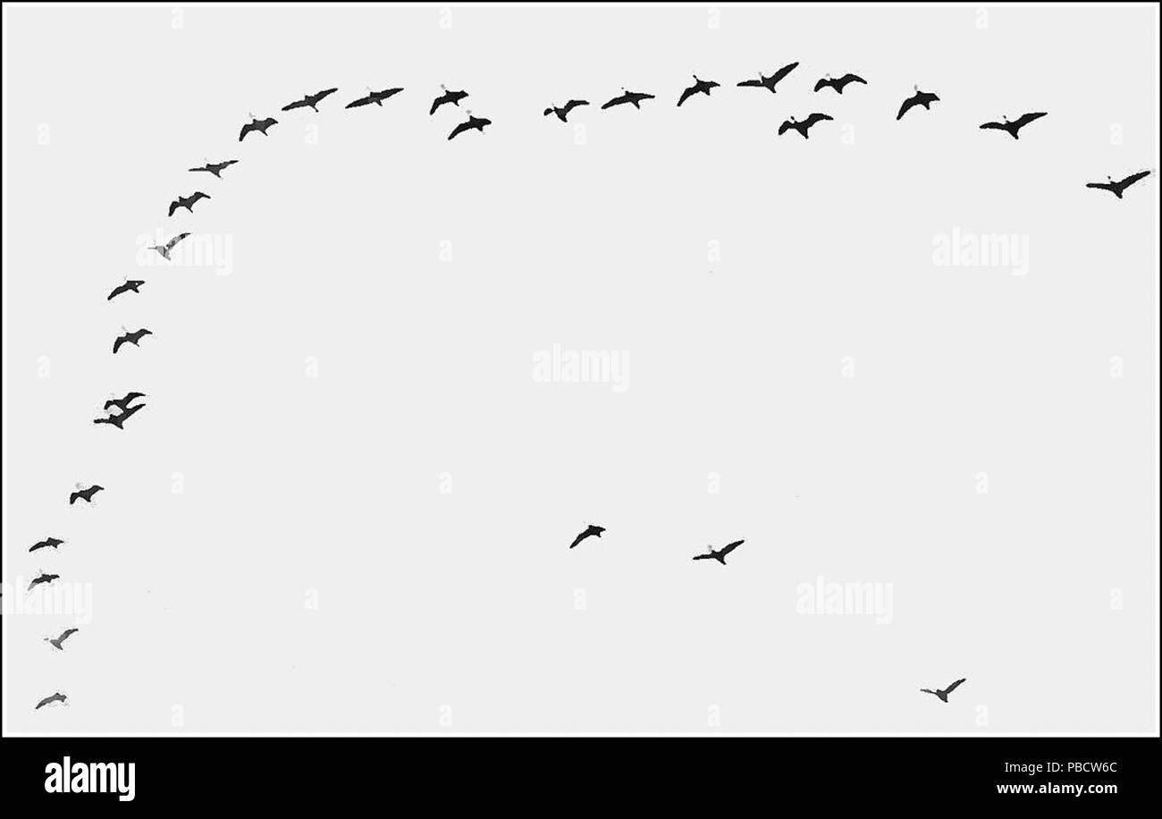 Flocking flight patterns Black and White Stock Photos & Images - Alamy