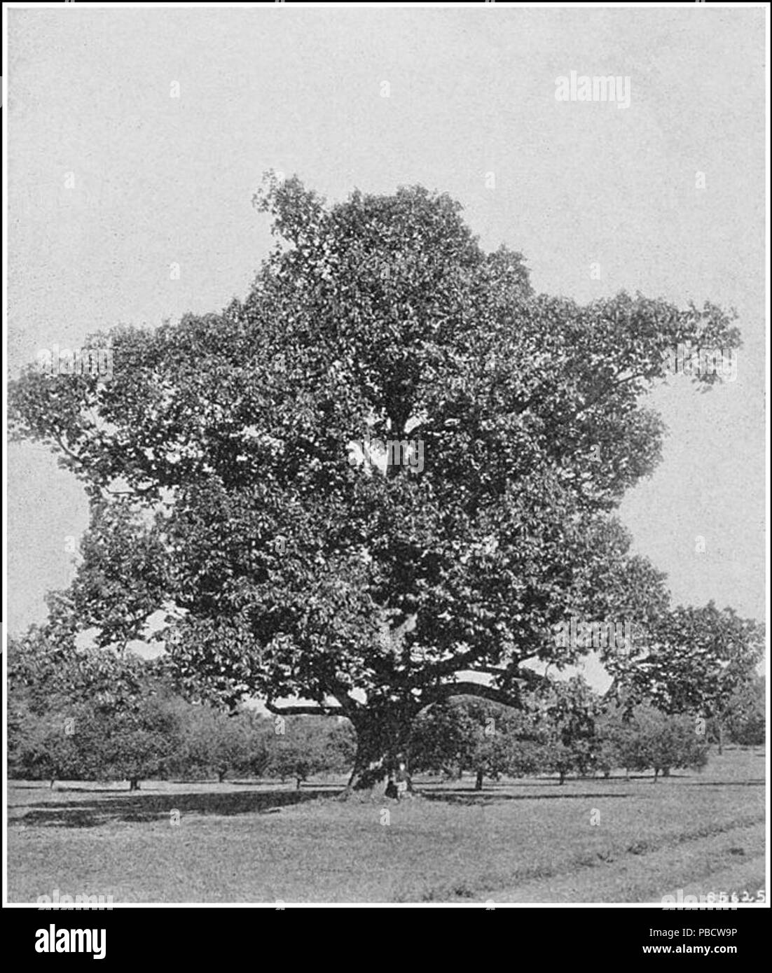 American chestnut tree blight hi-res stock photography and images - Alamy