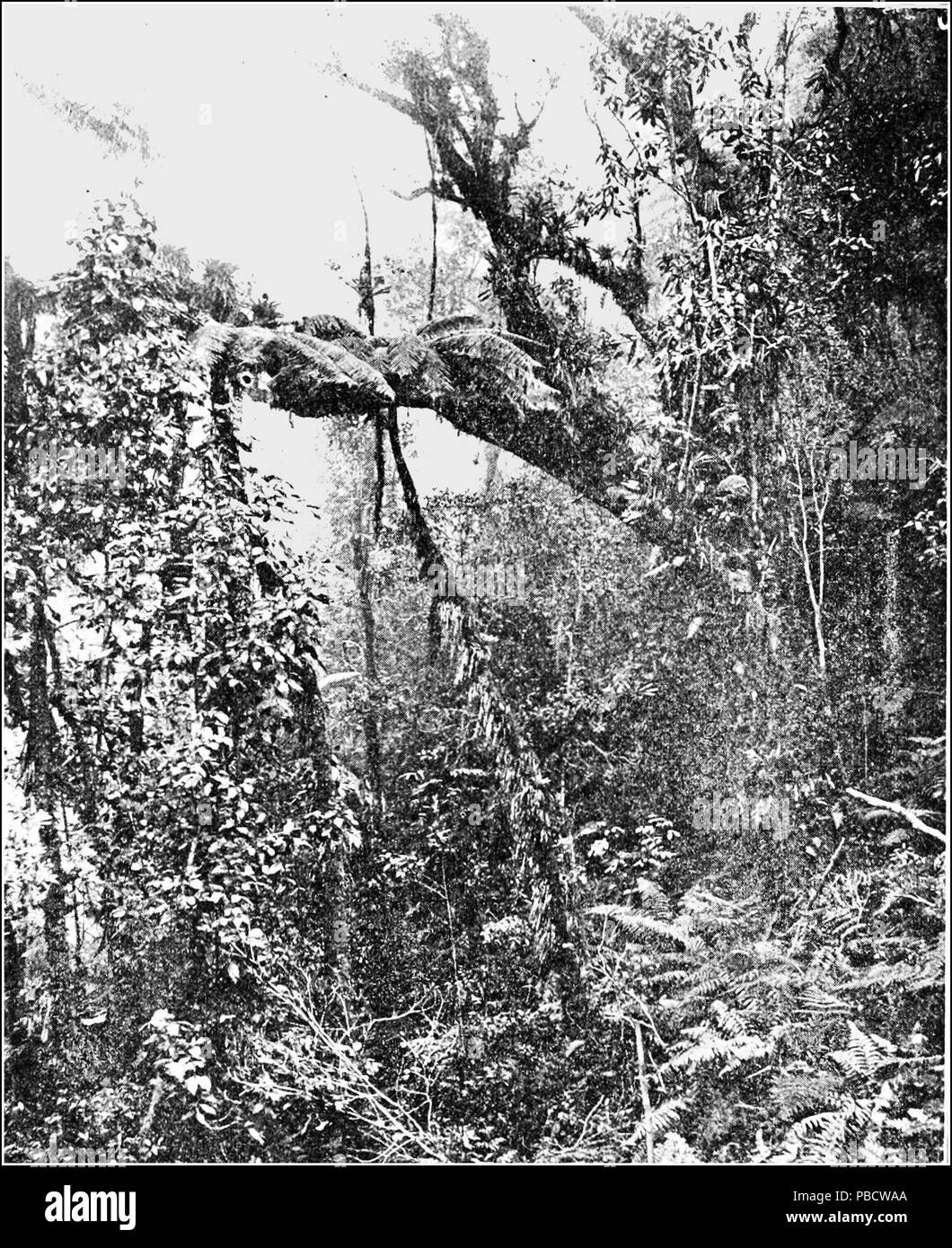 1235 PSM V86 D044 Podocarpus tree and tree fern Stock Photo