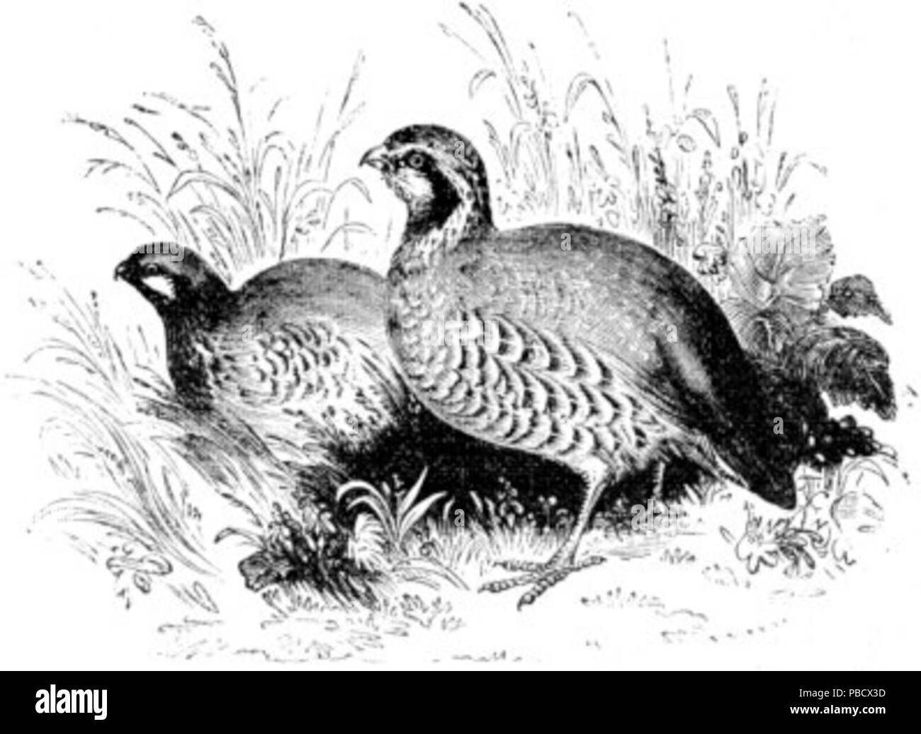 Quail Black and White Stock Photos & Images Alamy