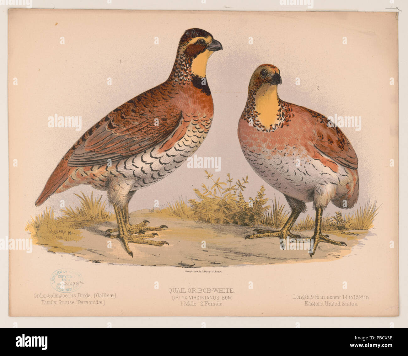 Bob white hi-res stock photography and images - Alamy