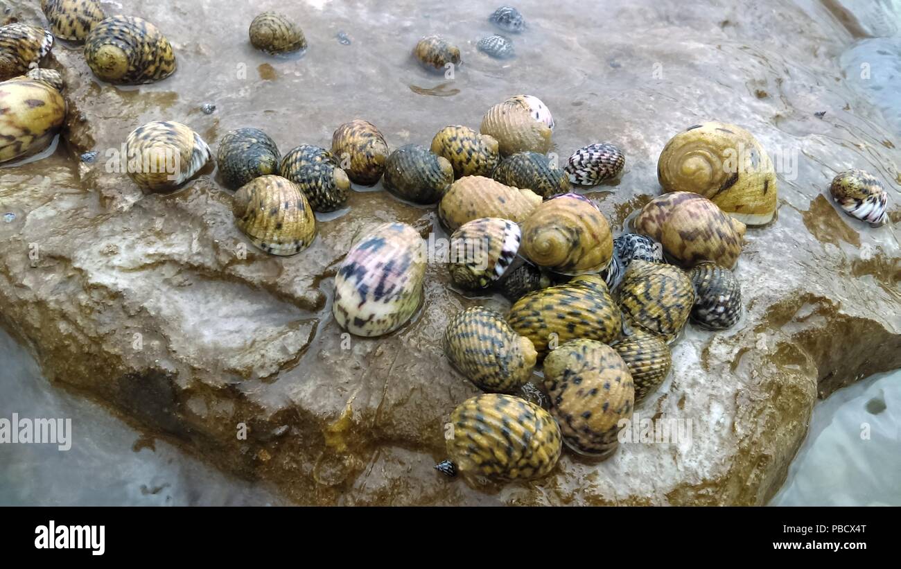 Amazing snail picture hires stock photography and images Alamy