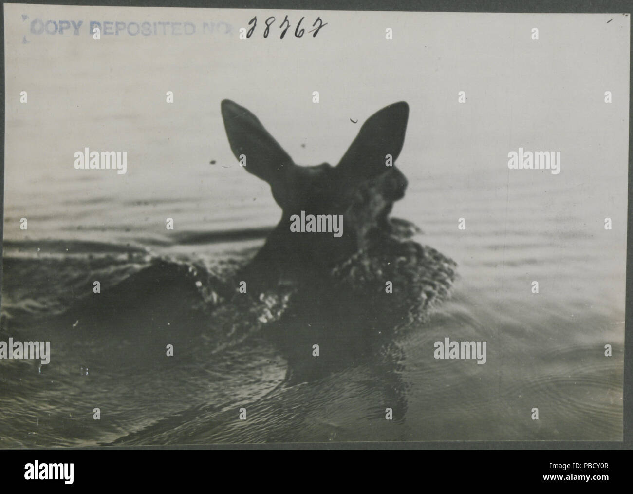 1247 Rear view of cow moose swimming (HS85-10-28262 Stock Photo - Alamy