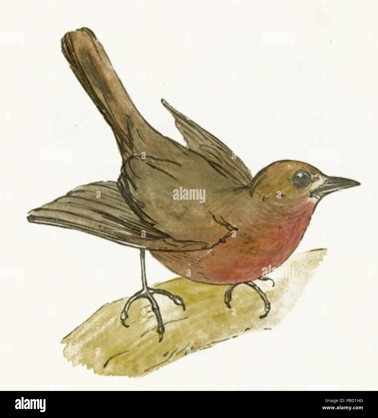 1266 Robin Bird Drawing Stock Photo