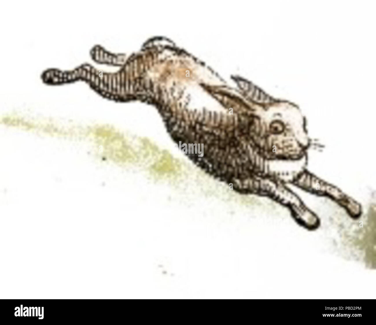 Rabbit drawing Cut Out Stock Images & Pictures Alamy