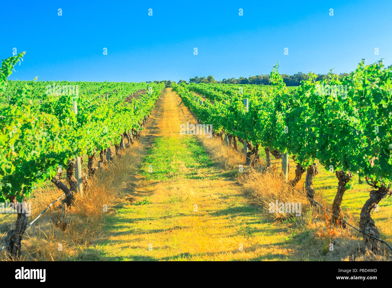Rows of white grapes in one of many vineyards. Scenic landscape of Wilyabrup in famous Margaret River Wine Region, Western Australia, popular for wine Stock Photo