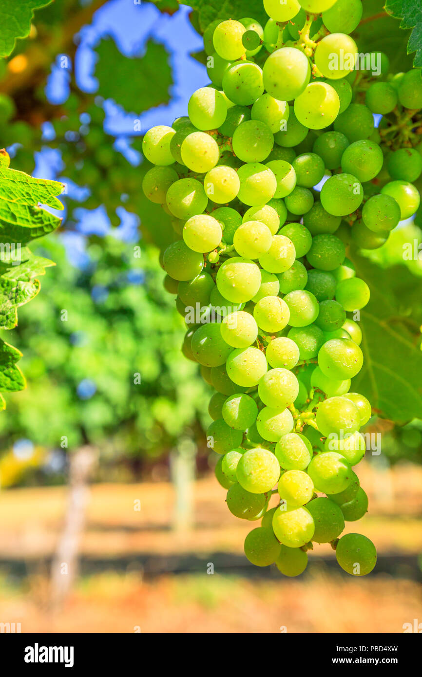 Details of white grapes on vine in Margaret River known as wine region
