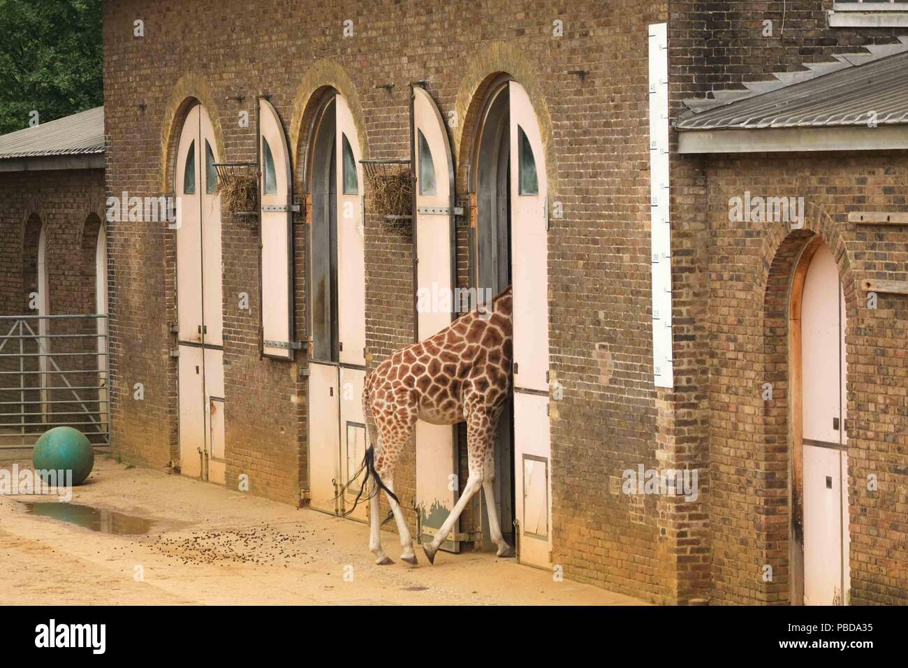 Giraffe , London Zoo Stock Photo Alamy