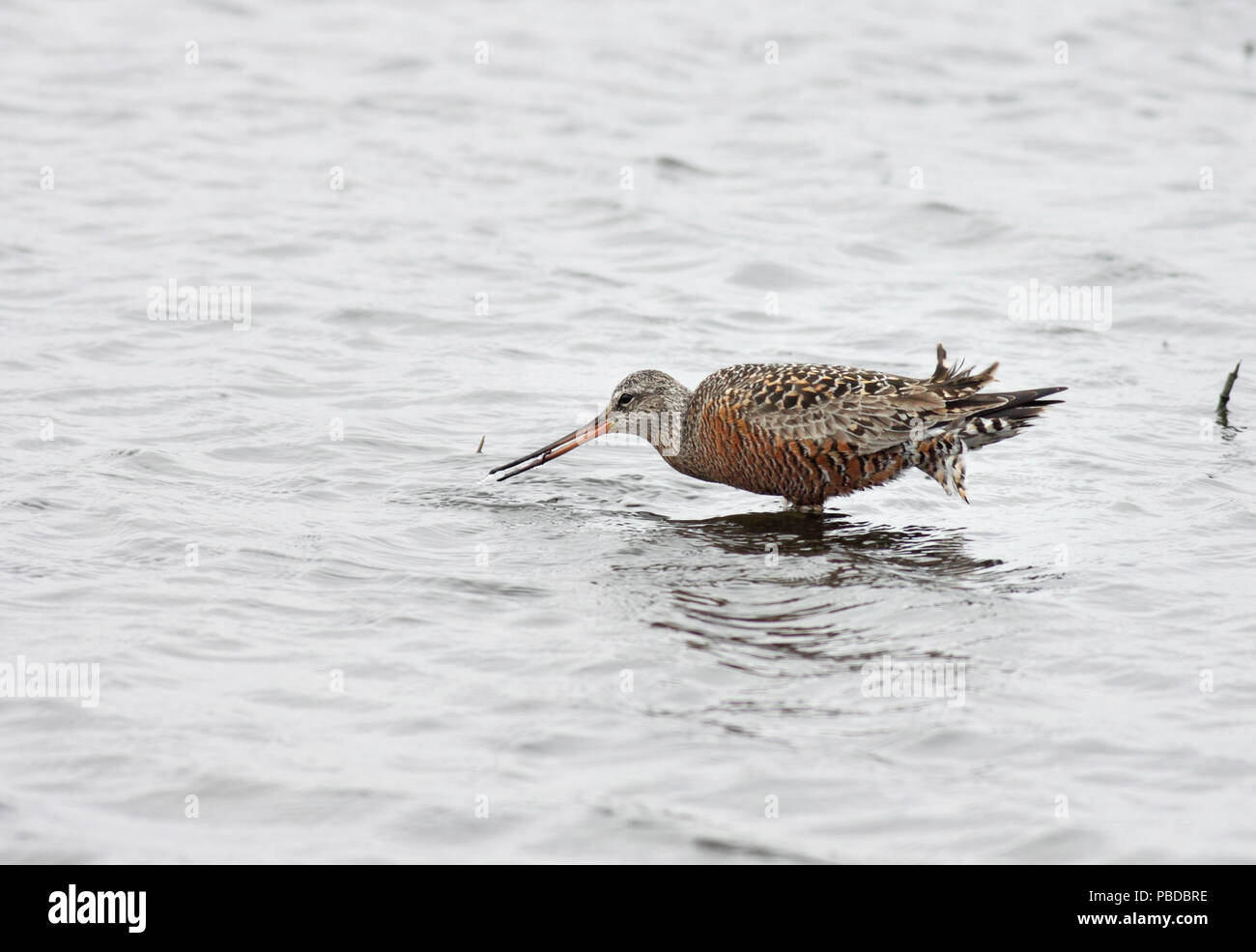 Hudsonian Godwit May 12th, 2011 Near Worthing, South Dakota Canon 50D, 400 5.6L Stock Photo