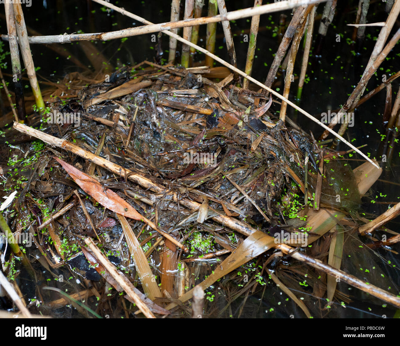 Floating nest of Little Grebe,Tachybaptus ruficollis, also known as Dabchick, Walthamstow Reservoirs, British Isles Stock Photo